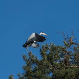 Fasanerie_Hanau_20170216_004