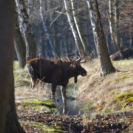 Fasanerie Hanau_2012-01-15_05