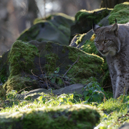 Fasanerie Hanau_2012-01-15_25