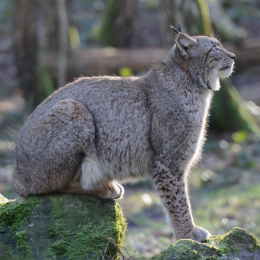 Fasanerie Hanau_2012-01-15_30