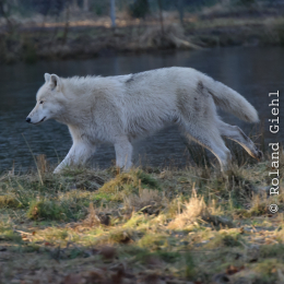 Fasanerie Hanau Januar 2012