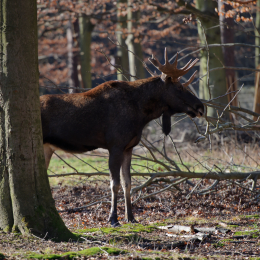 Fasanerie Hanau_2012-01-15_07