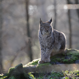 Fasanerie Hanau_2012-01-15_28