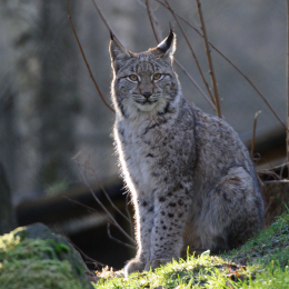 Fasanerie Hanau_2012-01-15_22