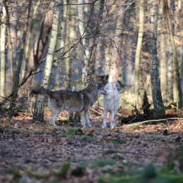 Fasanerie Hanau_2012-01-15_12