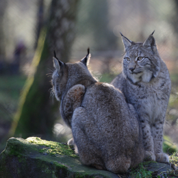 Fasanerie Hanau_2012-01-15_15
