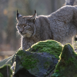 Fasanerie Hanau_2012-01-15_27