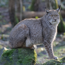 Fasanerie Hanau_2012-01-15_31
