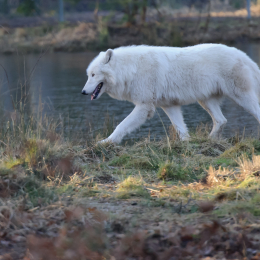 Fasanerie Hanau_2012-01-15_37