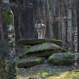 Fasanerie Hanau_2012-01-15_35