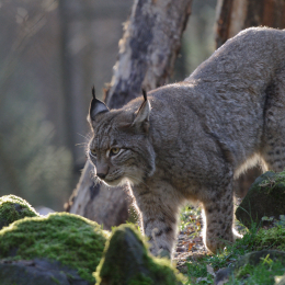 Fasanerie Hanau_2012-01-15_26