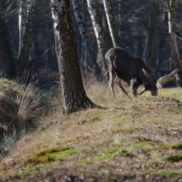Fasanerie Hanau_2012-01-15_01