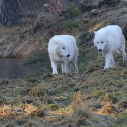 Fasanerie Hanau_2012-01-15_36