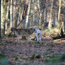 Fasanerie Hanau_2012-01-15_11