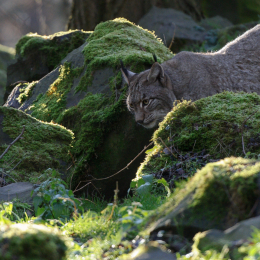 Fasanerie Hanau_2012-01-15_24