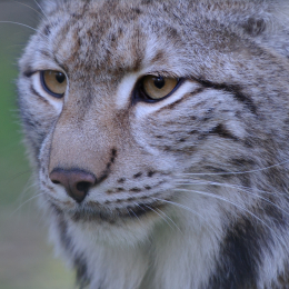 Fasanerie Hanau_2012-01-15_33