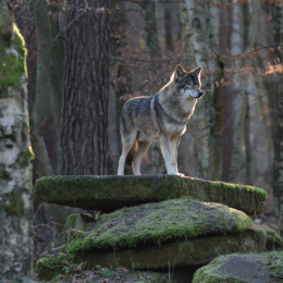 Fasanerie Hanau_2012-01-15_34