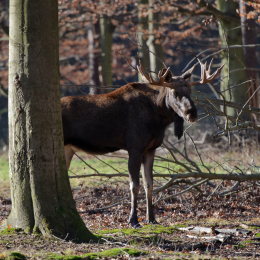 Fasanerie Hanau_2012-01-15_08