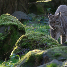 Fasanerie Hanau_2012-01-15_23