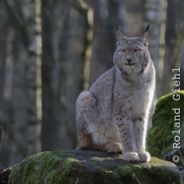Fasanerie Hanau_2012-01-15_14