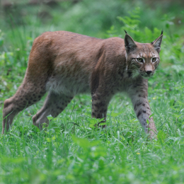 Fasanerie_Hanau_20120729-005