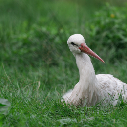 Fasanerie_Hanau_20120729-011