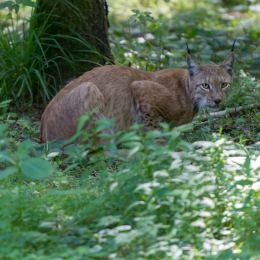Fasanerie_Hanau_2012-07-24_34