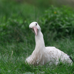 Fasanerie_Hanau_20120729-012