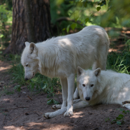Fasanerie_Hanau_2012-07-24_11