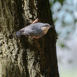 Fasanerie_Hanau_2012-07-24_18