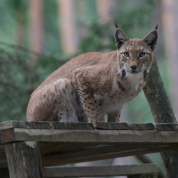 Fasanerie_Hanau_20120729-010