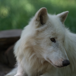 Fasanerie_Hanau_2012-07-24_13