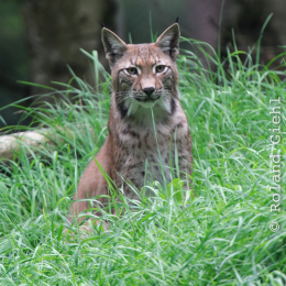 Fasanerie_Hanau_20120729-008
