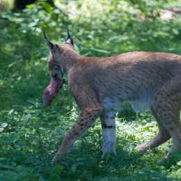 Fasanerie_Hanau_2012-07-24_26