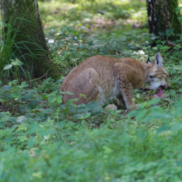 Fasanerie_Hanau_2012-07-24_31