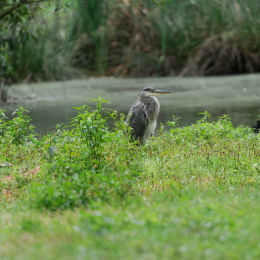 Fasanerie_Hanau_20120729-014