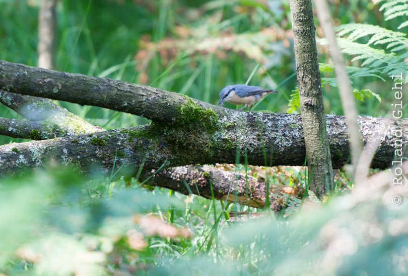 Fasanerie_Hanau_2012-07-24_20