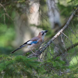 Fasanerie_Hanau_2012-07-24_43