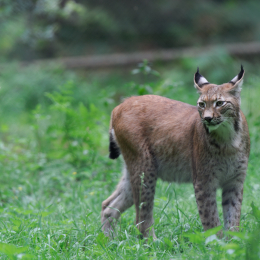 Fasanerie_Hanau_20120729-006