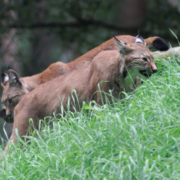 Fasanerie_Hanau_20120729-007