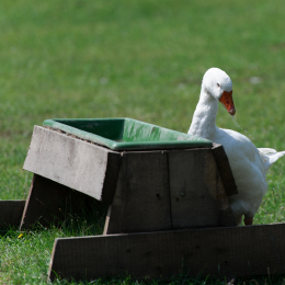 Fasanerie_Hanau_20120729-001