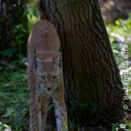 Fasanerie_Hanau_2012-07-24_35