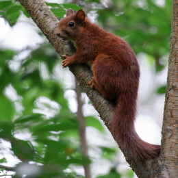 Fasanerie Hanau Juli 2012