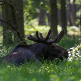 Fasanerie_Hanau_2012-07-24_42