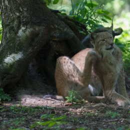 Fasanerie_Hanau_2012-07-24_25