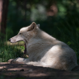 Fasanerie_Hanau_2012-07-24_04