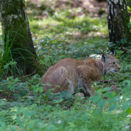 Fasanerie_Hanau_2012-07-24_32