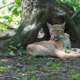 Fasanerie_Hanau_2012-07-24_22
