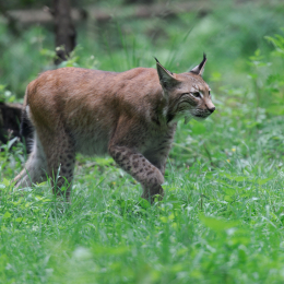 Fasanerie_Hanau_20120729-004