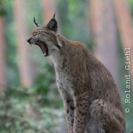 Fasanerie_Hanau_20120729-009